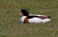 Bergeend 2010 - 04